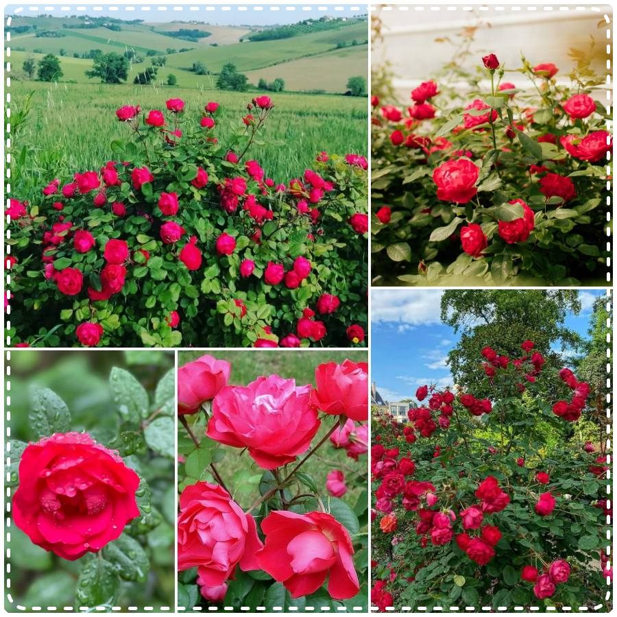 Cherry Bonica róża rabatowa